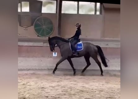 Hannoveriano, Caballo castrado, 7 años, 178 cm, Negro