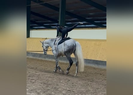 Hannoveriano, Caballo castrado, 7 años, 182 cm, Tordo rodado