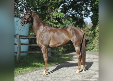 Hannoveriano, Caballo castrado, 7 años, 183 cm, Alazán