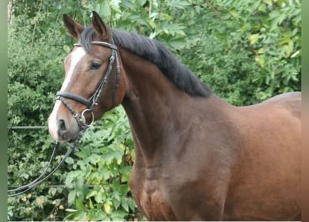 Hannoveriano, Caballo castrado, 7 años, Castaño