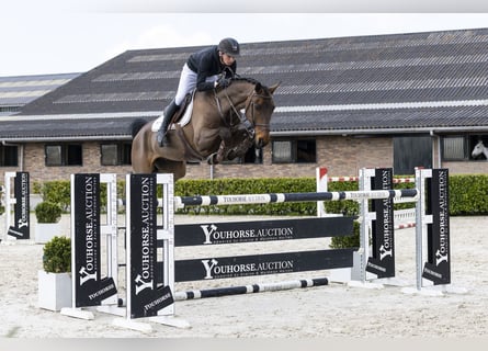 Hannoveriano, Caballo castrado, 8 años, 163 cm