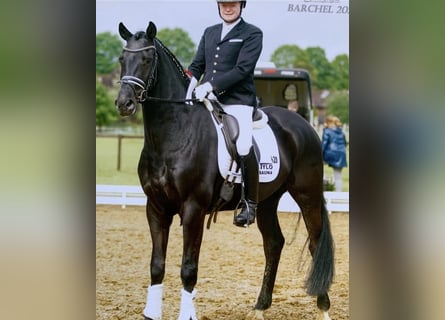 Hannoveriano, Caballo castrado, 8 años, 165 cm, Negro