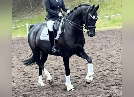 Hannoveriano, Caballo castrado, 8 años, 166 cm, Negro