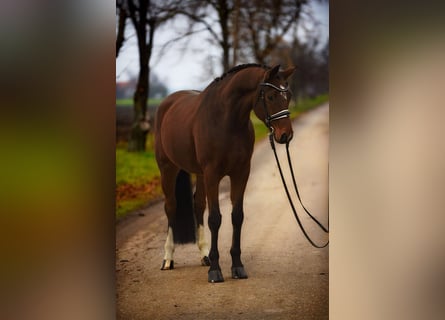 Hannoveriano, Caballo castrado, 8 años, 167 cm, Castaño