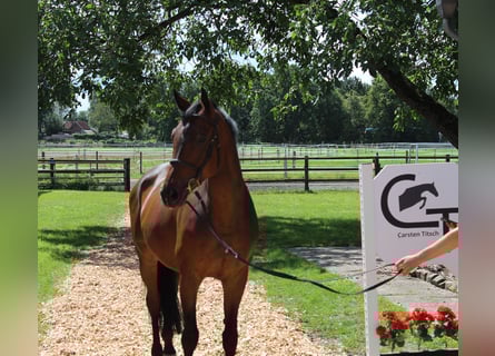 Hannoveriano, Caballo castrado, 8 años, 167 cm, Castaño oscuro