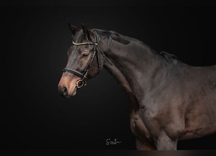 Hannoveriano, Caballo castrado, 8 años, 167 cm, Castaño rojizo