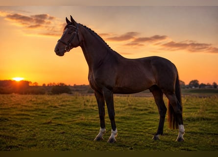 Hannoveriano, Caballo castrado, 8 años, 168 cm, Castaño oscuro