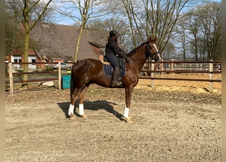 Hannoveriano, Caballo castrado, 8 años, 170 cm, Alazán-tostado