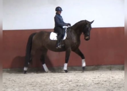 Hannoveriano, Caballo castrado, 8 años, 170 cm, Castaño