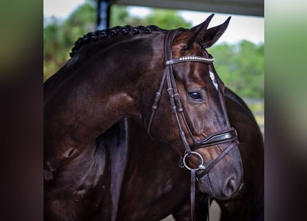 Hannoveriano, Caballo castrado, 8 años, 170 cm, Castaño