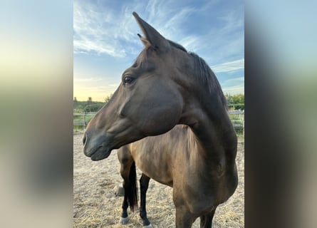 Hannoveriano, Caballo castrado, 8 años, 170 cm, Castaño