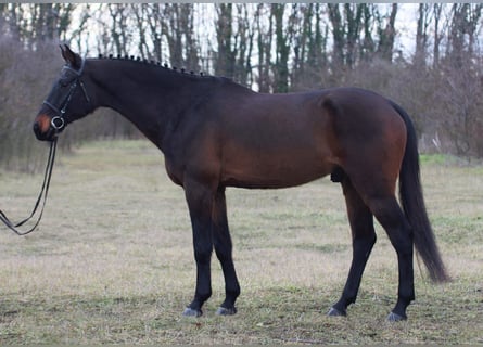 Hannoveriano, Caballo castrado, 8 años, 170 cm, Castaño oscuro