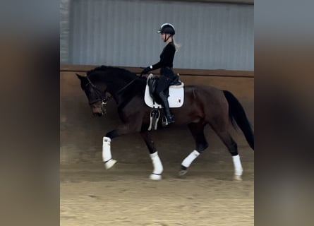 Hannoveriano, Caballo castrado, 8 años, 171 cm, Castaño