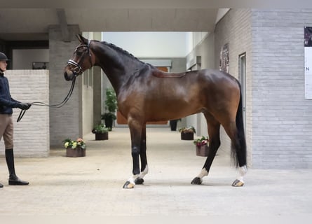 Hannoveriano, Caballo castrado, 8 años, 172 cm, Castaño