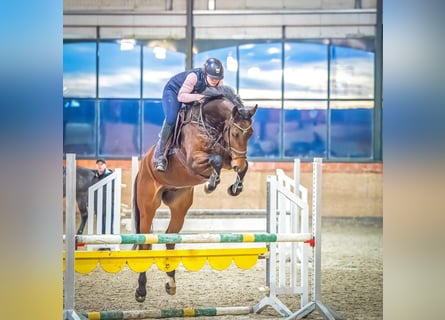 Hannoveriano, Caballo castrado, 8 años, 173 cm, Castaño oscuro