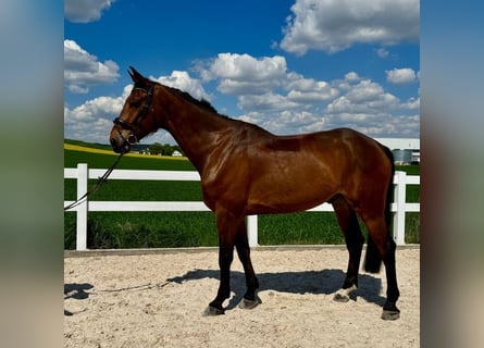 Hannoveriano, Caballo castrado, 8 años, 180 cm, Castaño