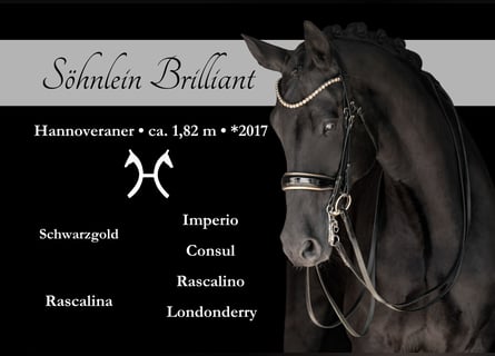 Hannoveriano, Caballo castrado, 8 años, 182 cm, Negro