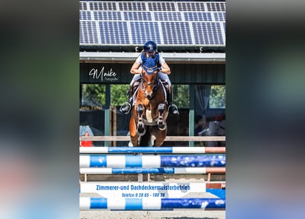 Hannoveriano, Caballo castrado, 9 años, 162 cm, Castaño
