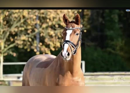 Hannoveriano, Caballo castrado, 9 años, 166 cm, Alazán