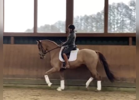 Hannoveriano, Caballo castrado, 9 años, 167 cm, Alazán