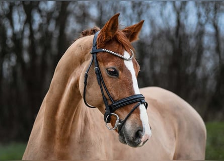 Hannoveriano, Caballo castrado, 9 años, 167 cm, Alazán