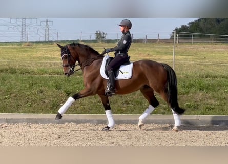 Hannoveriano, Caballo castrado, 9 años, 168 cm, Castaño