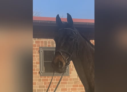 Hannoveriano, Caballo castrado, 9 años, 168 cm, Castaño oscuro