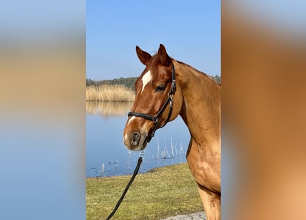 Hannoveriano, Caballo castrado, 9 años, 169 cm, Alazán
