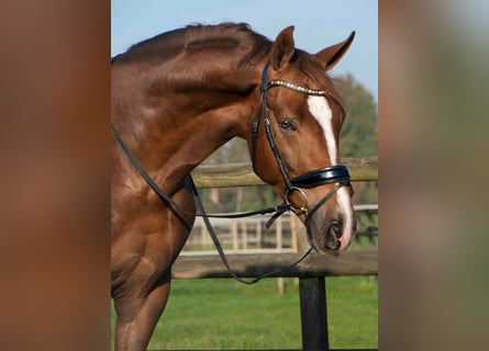 Hannoveriano, Caballo castrado, 9 años, 170 cm, Alazán