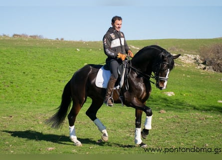 Hannoveriano, Caballo castrado, 9 años, 170 cm, Castaño oscuro