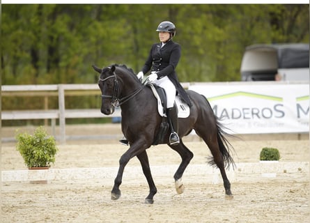 Hannoveriano, Caballo castrado, 9 años, 170 cm, Negro