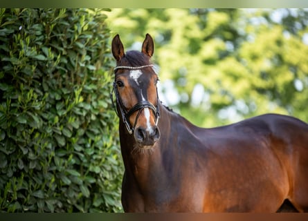 Hannoveriano, Caballo castrado, 9 años, 172 cm, Castaño oscuro