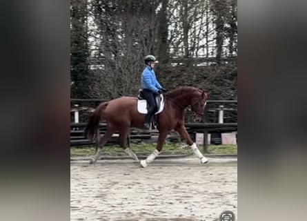 Hannoveriano, Caballo castrado, 9 años, 173 cm, Alazán