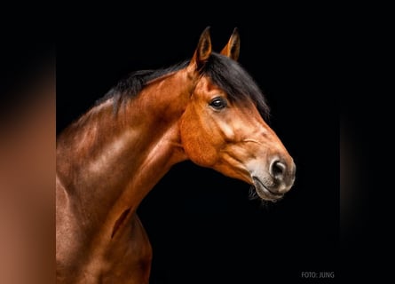 Hannoveriano, Caballo castrado, 9 años, 173 cm, Castaño