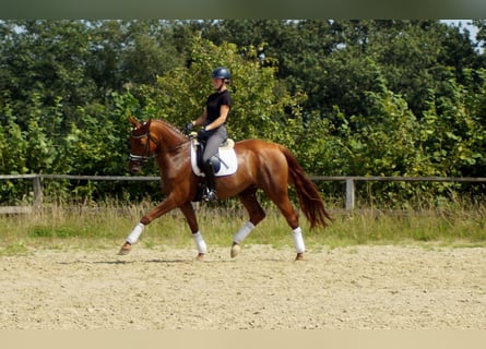 Hannoveriano, Caballo castrado, 9 años, 174 cm, Alazán