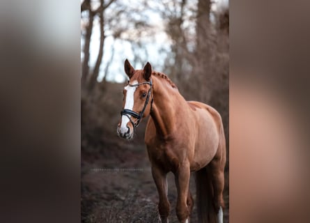 Hannoveriano, Caballo castrado, 9 años, 174 cm, Alazán