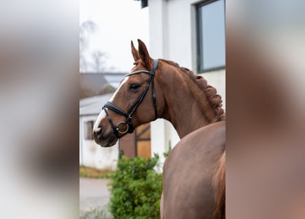 Hannoveriano, Caballo castrado, 9 años, 174 cm, Alazán-tostado