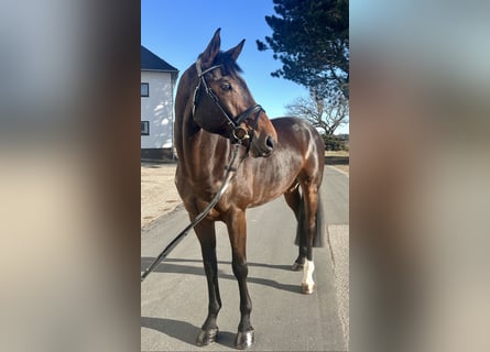 Hannoveriano, Caballo castrado, 9 años, 175 cm, Castaño oscuro