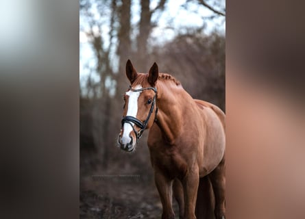 Hannoveriano, Caballo castrado, 9 años, 176 cm, Alazán