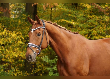 Hannoveriano, Caballo castrado, 9 años, 180 cm, Alazán