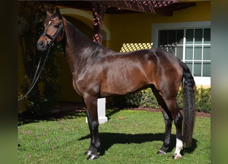 Hannoveriano, Caballo castrado, 9 años, Castaño rojizo