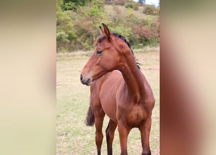 Hannoveriano, Semental, 1 año, 168 cm, Castaño