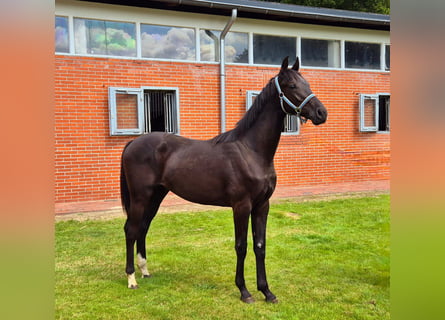 Hannoveriano, Semental, 1 año, 168 cm, Negro