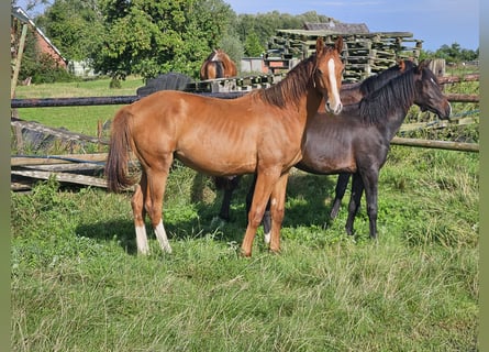 Hannoveriano, Semental, 1 año, 170 cm, Alazán