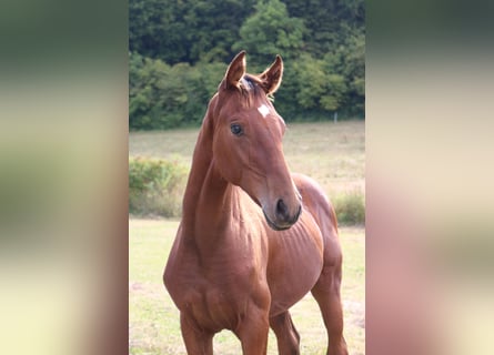 Hannoveriano, Semental, 1 año, 170 cm, Castaño