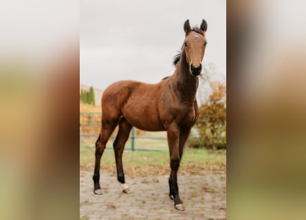 Hannoveriano, Semental, 1 año, 170 cm, Castaño