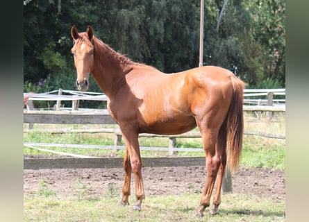 Hannoveriano, Semental, 1 año, 180 cm, Alazán-tostado