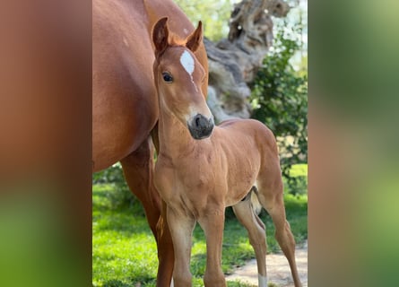 Hannoveriano, Semental, 1 año, Alazán