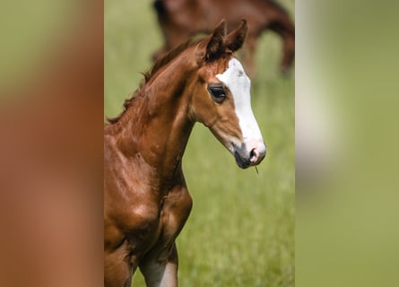 Hannoveriano, Semental, 1 año, Alazán-tostado