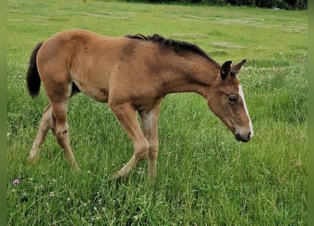Hannoveriano, Semental, 1 año, Castaño